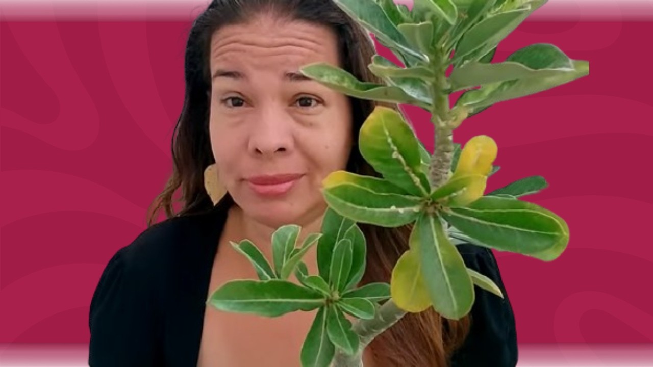 🌸 COCHONILHA na Rosa do Deserto ✳️ por Thais Menolidi