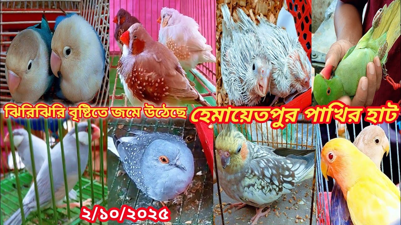 সাভার হেমায়েতপুর পাখির হাট বৃহস্পতিবার || Hemayetpur Pakhi hat || bird price in Bangladesh 2025