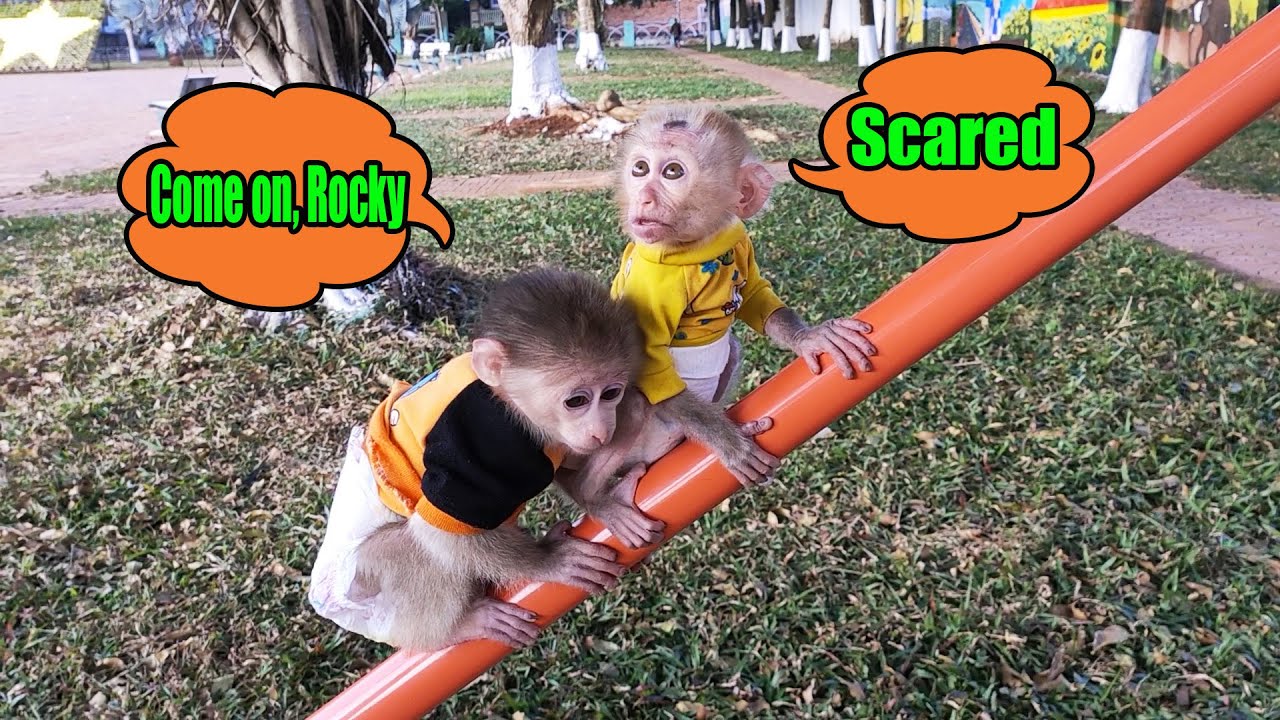 Funny Rocky baby monkey is trained by brother Ricky to climb