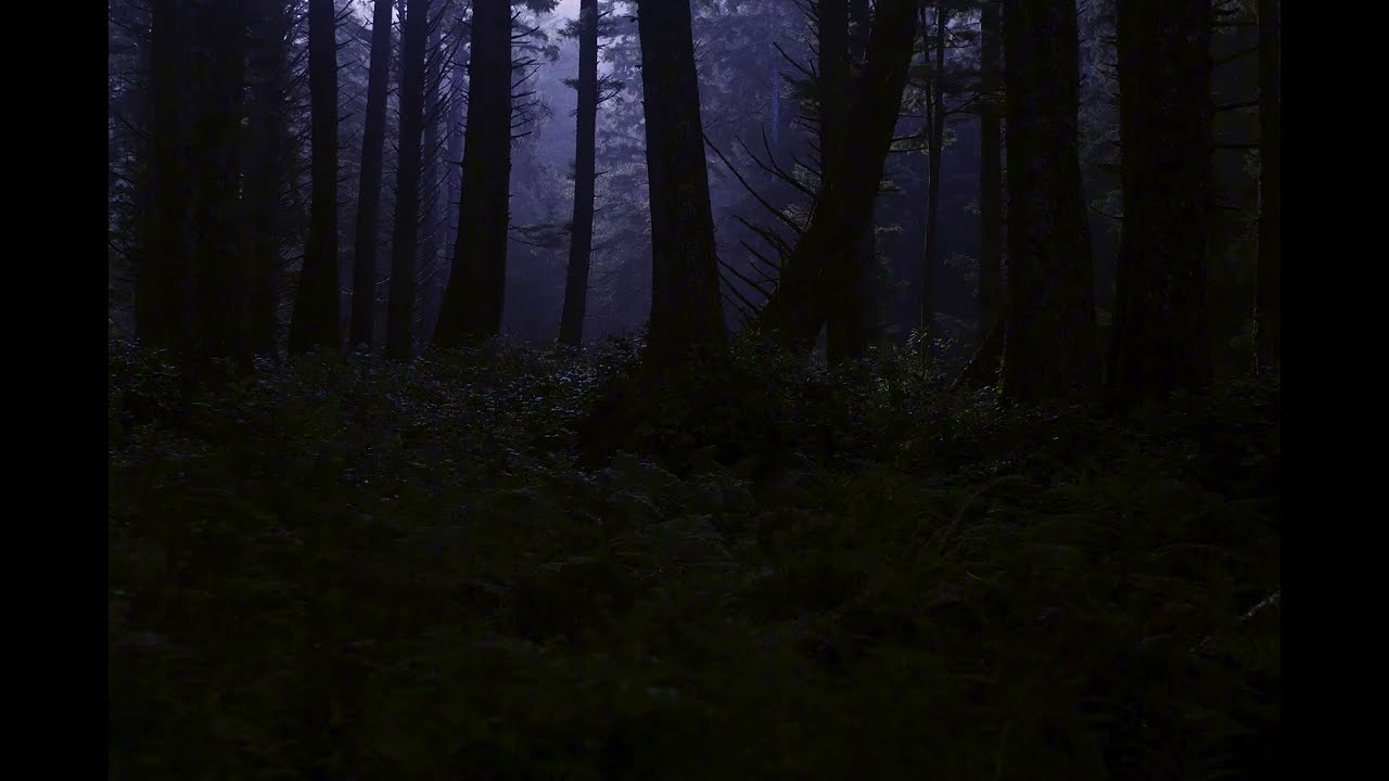 Light Rain and Night Crickets | Peaceful Forest Rain Sounds for Sleep (1 Hour)