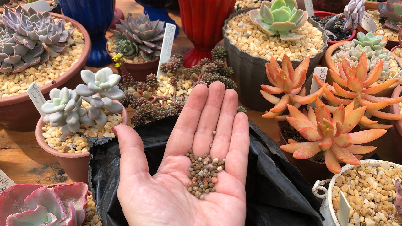 ADUBO PODEROSO PARA CACTOS E SUCULENTAS