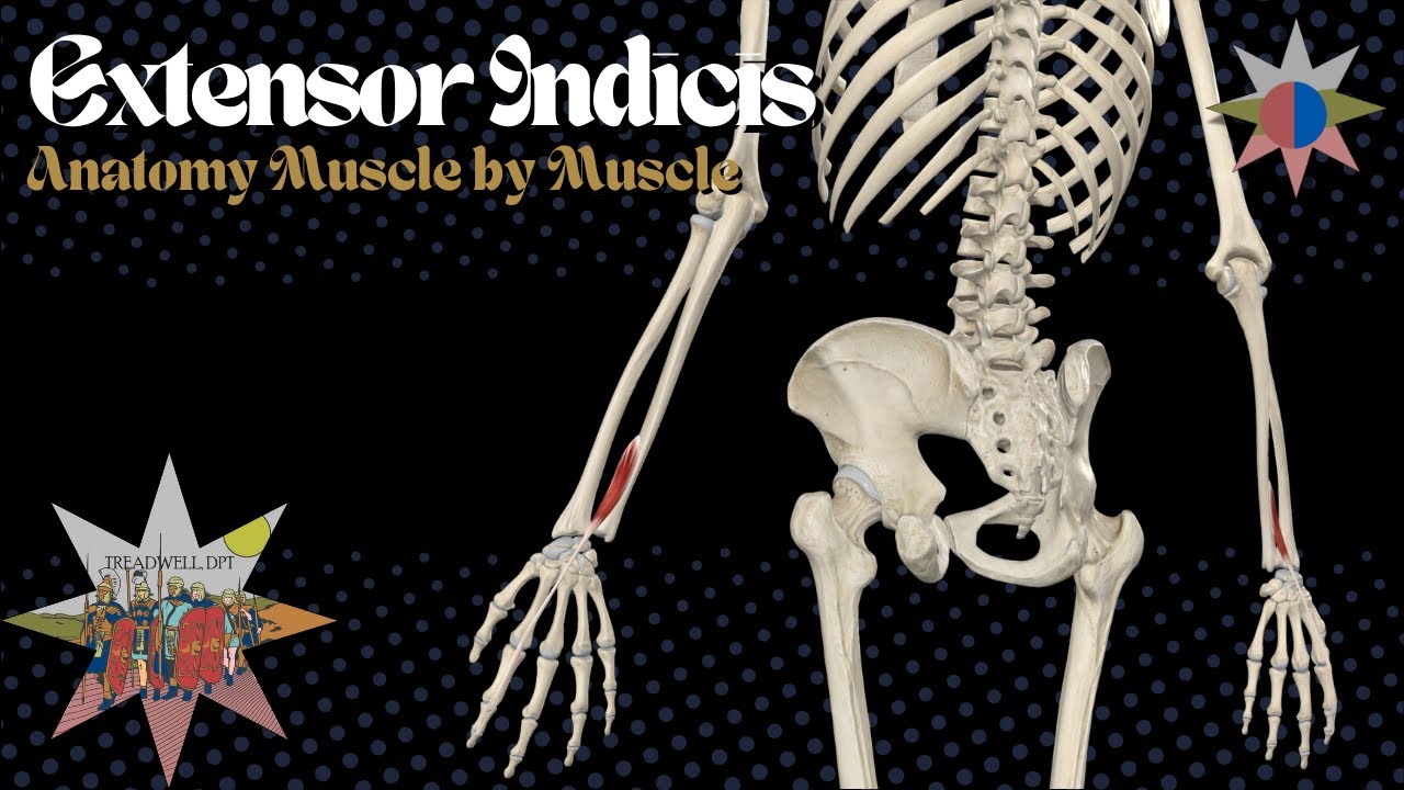 Extensor Indicis Anatomy | Why Your Index Finger Moves Independently