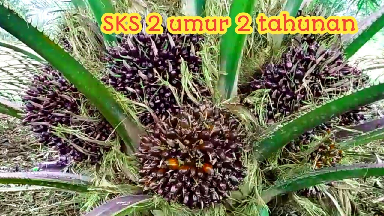 SKS 2 umur 2 tahunan_sawit kinabalu