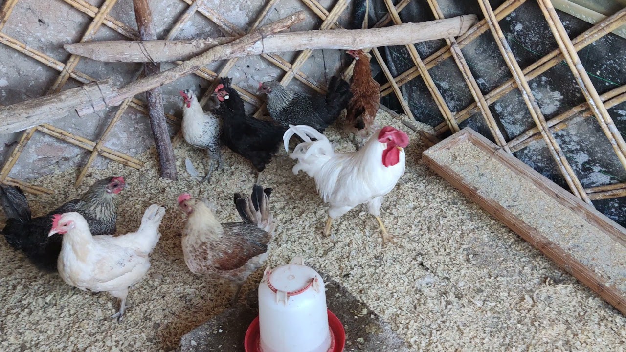 تربية الدجاج : وصول إناة 🐓🐓 سلالة أيام السماني إلى المزرعة و جمع حصيلة البيض🥚🥚🥚 لهدا اليوم