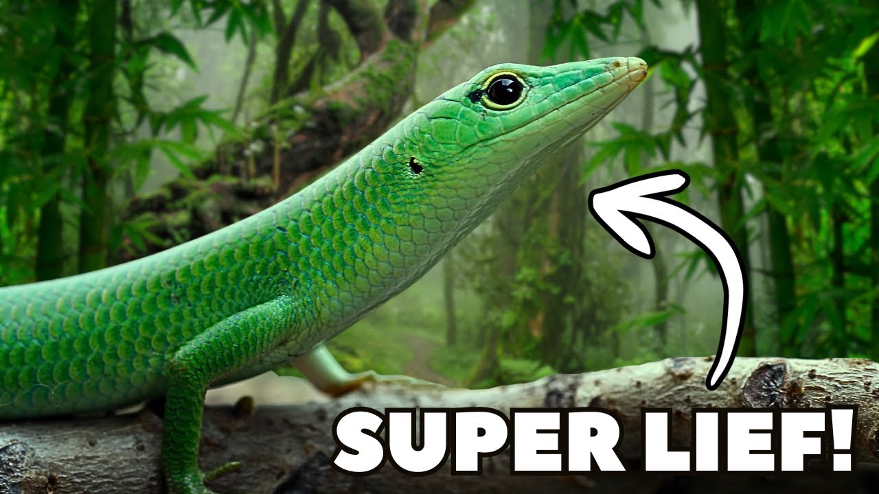 Smaragdskink | De Leukste Hagedis in de Terrariumhobby!