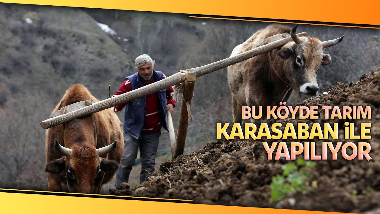 Zorlu Şartlara Rağmen Karasaban ile Üretime Devam Ediyorlar