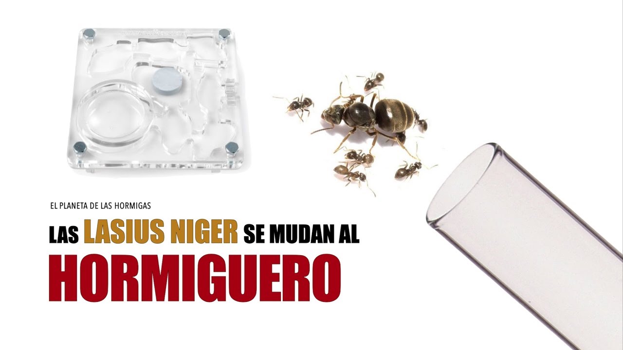 MUDANZA DE LASIUS NIGER AL HORMIGUERO - LASIUS NIGER - EL PLANETA DE LAS HORMIGAS