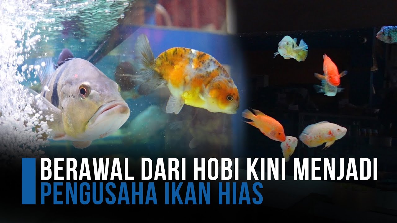 Berawal dari Hobi Memelihara Ikan Louhan, Kini Menjadi Pengusaha Ikan Hias - Pekerjaan Indo : Eps 93