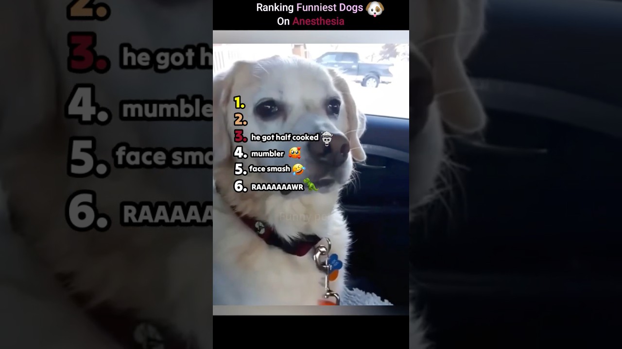 Ranking Funniest Dogs On Anesthesia