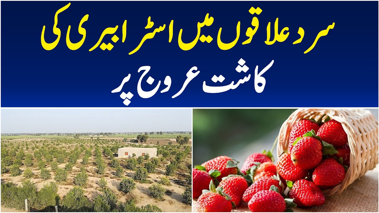 Strawberry Cultivation in Panwa Kacha | Thousands of Acres Planted | Aaj Pakistan News