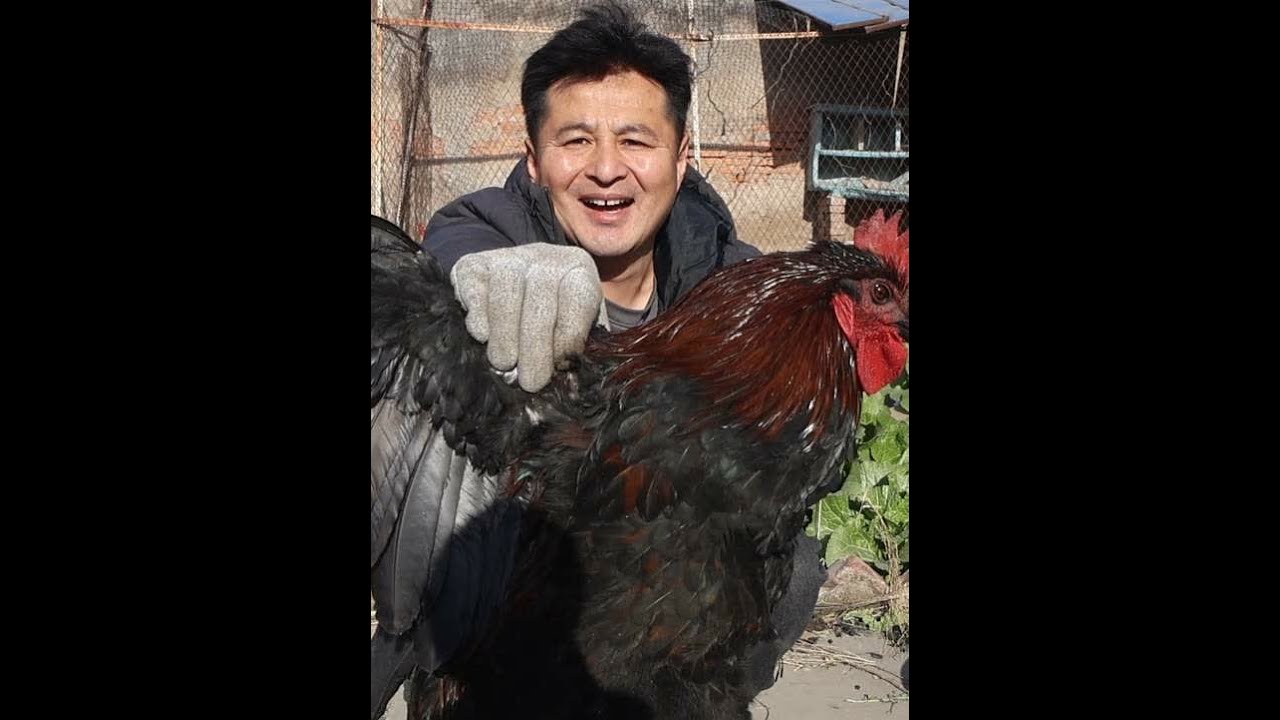 从老爸那里抓一只五黑大公鸡，做成特色山东炒鸡，味道很特别 从老爸那里抓一只五黑大公鸡，做成特色山东炒鸡，味道很特别