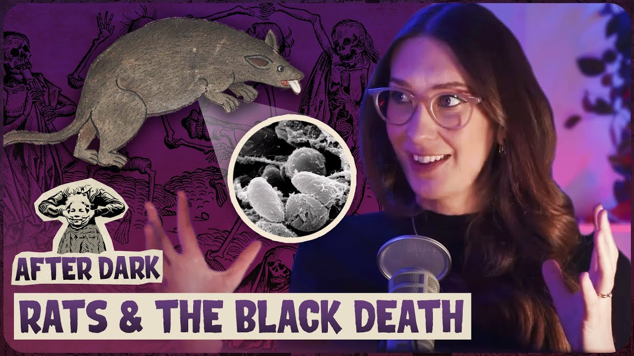 Did Rats Really Cause The Black Death? | After Dark