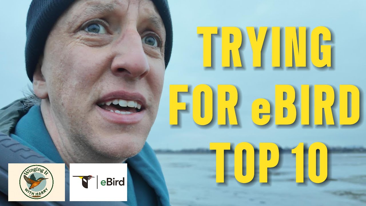 Trying for eBird Top 10