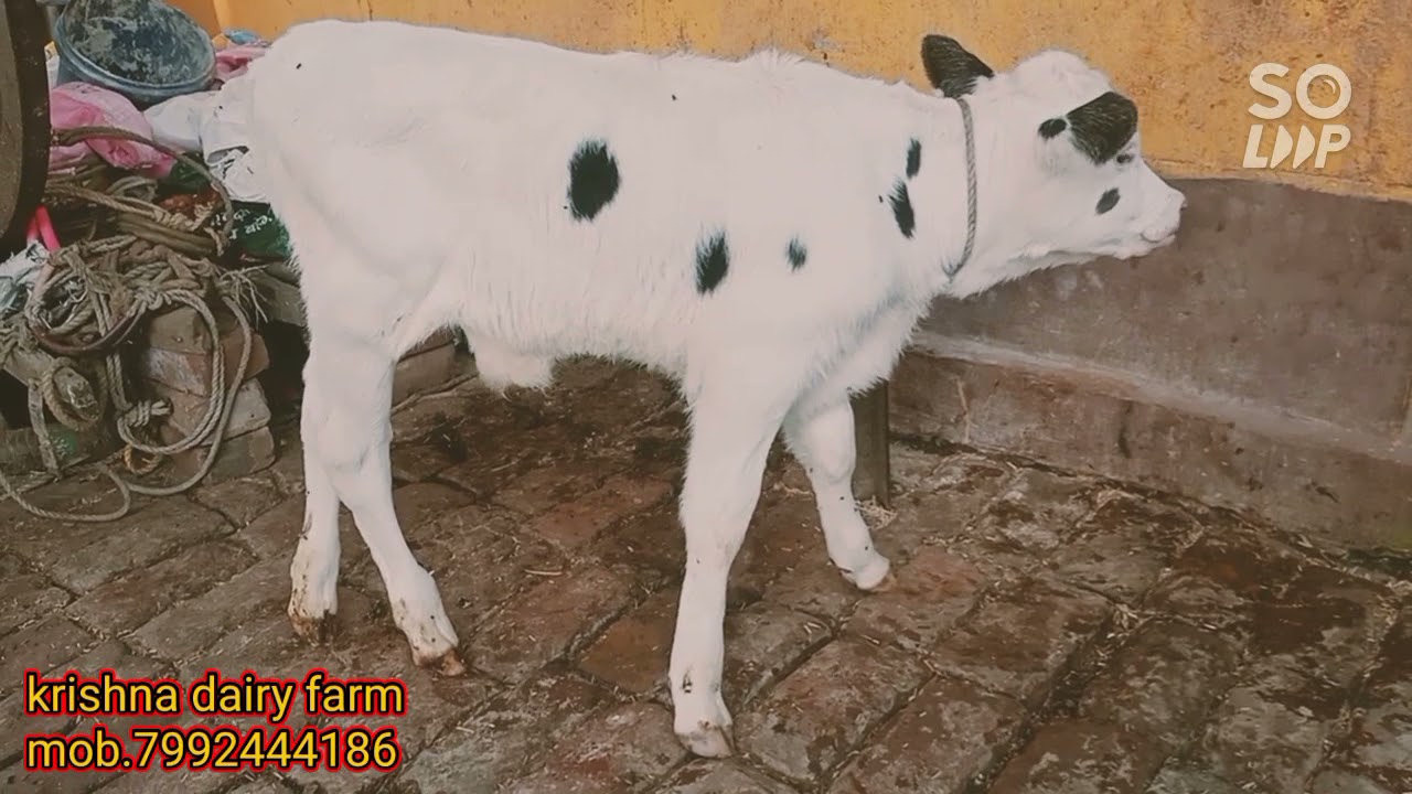 beauty Queen abs stryker female calf