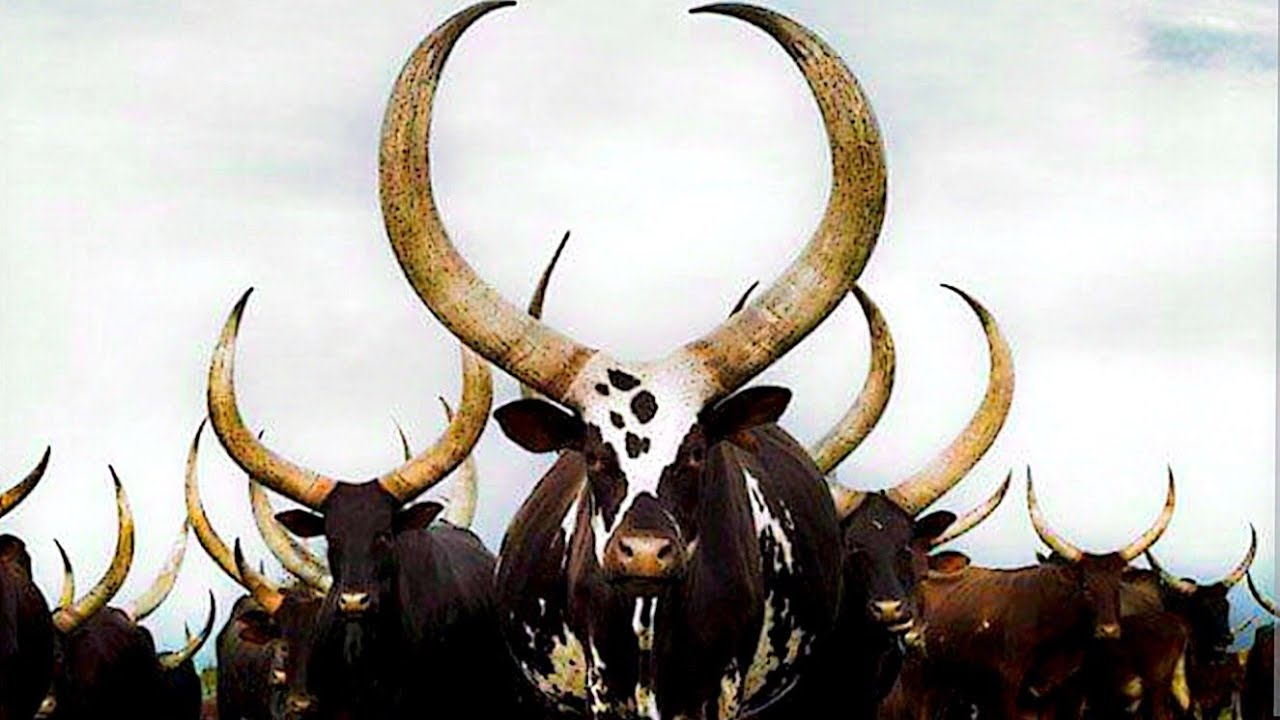 THE REAL STORY OF THE MOST EXPENSIVE COW IN THE WORLD | THE LONG HORNED ANKOLE COW ⛔ (#119) 