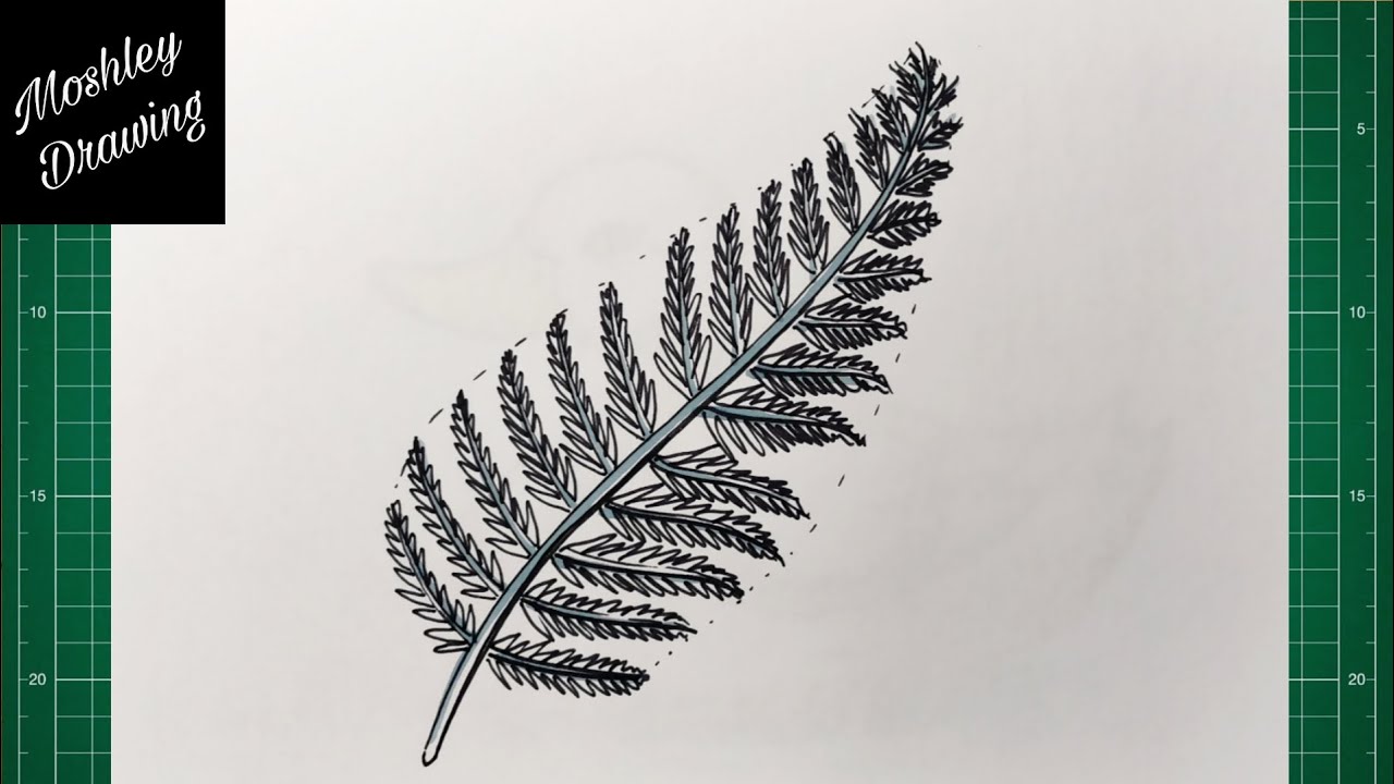 How to Draw a Silver Fern