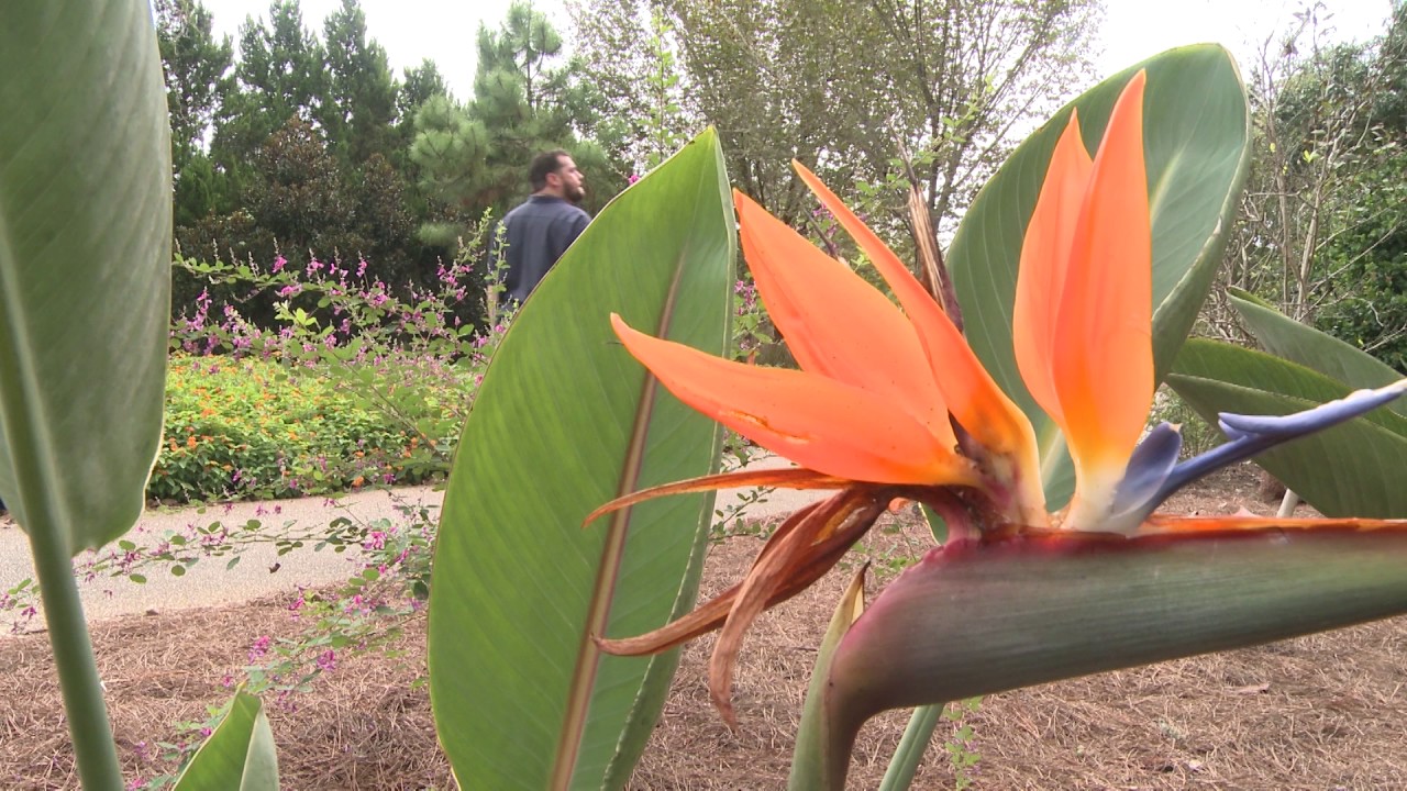 The Texas Bucket List - Shangri La Botanical Gardens in Orange