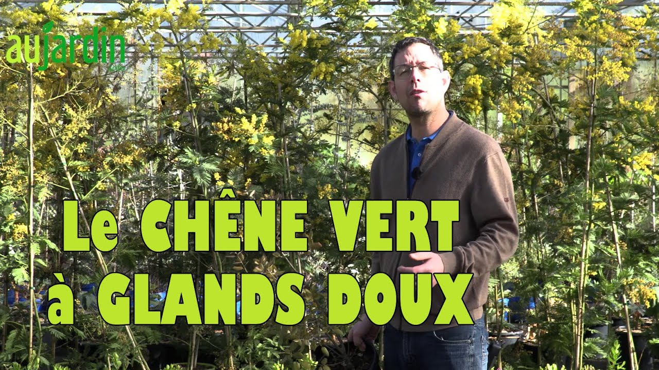 LE CH&Ecirc;NE VERT &Agrave; GLANDS DOUX, BEAUT&Eacute;, ROBUSTESSE ET GOURMANDISE