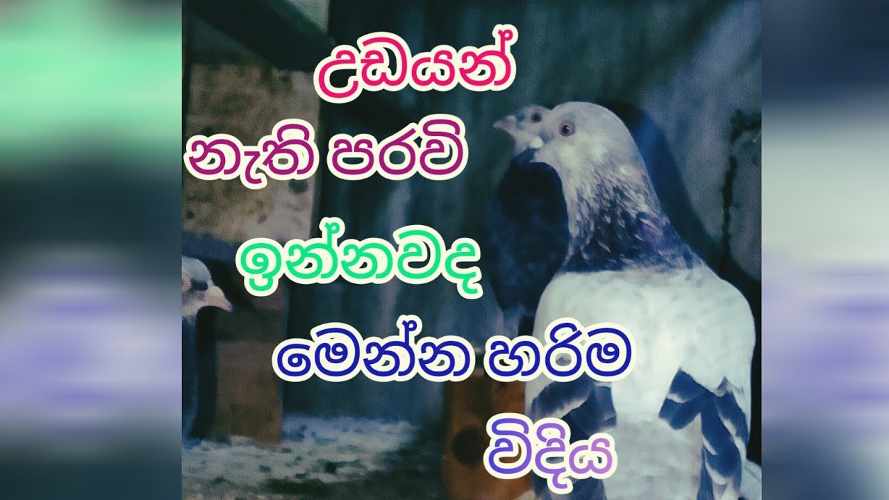 හරිම විදියට පරටි යේක් එලවමු