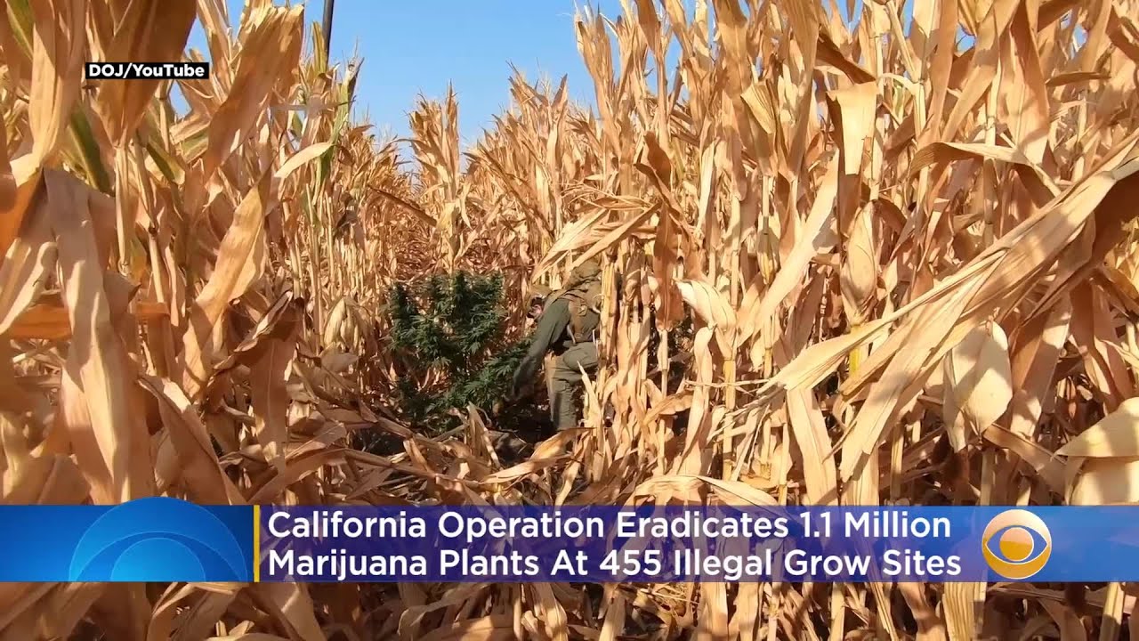 California Operation Eradicates 1.1 Million Marijuana Plants At 455 Illegal Grow Sites