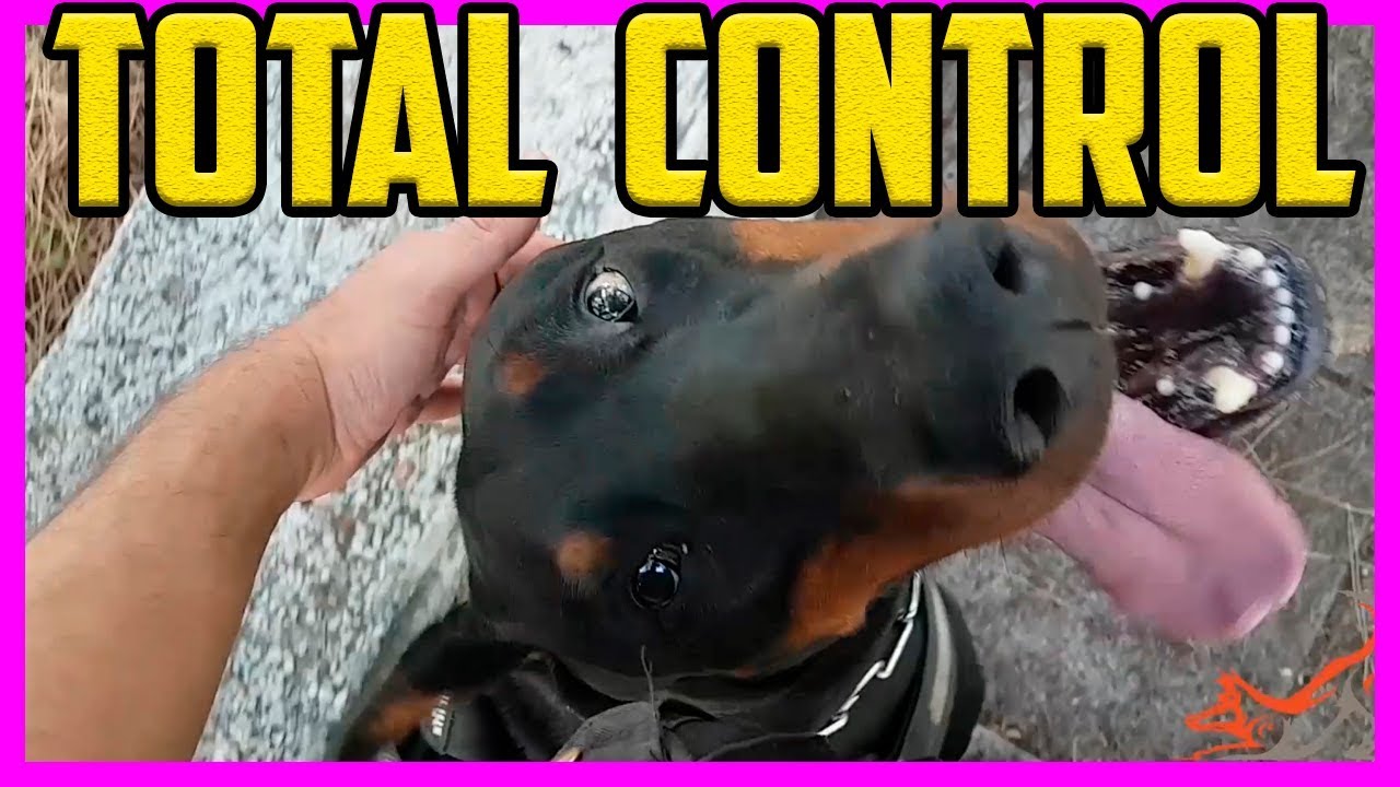 👉 Cómo tener CONTROL ABSOLUTO en obediencia sobre tu perro: el FOCUS 😵
