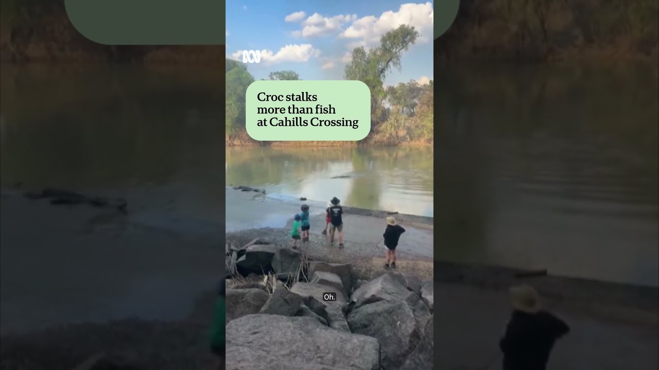 Crocodile approaches group at Cahill's Crossing in Kakadu | ABC NEWS