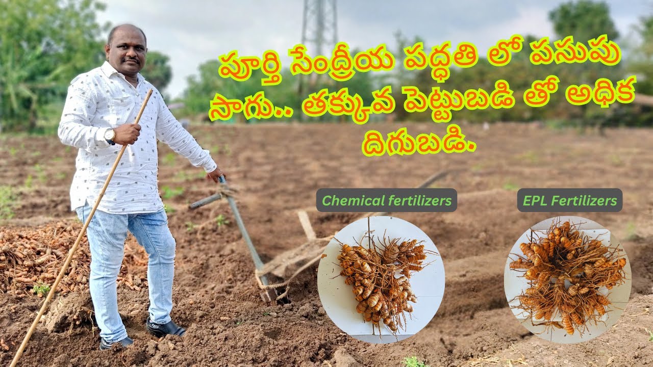 "EPL నేచురల్ ఎరువులతో పసుపు పంటలో నిజమైన లాభం"| 100% సెంద్రీయ ఎరువులు | 9563228888