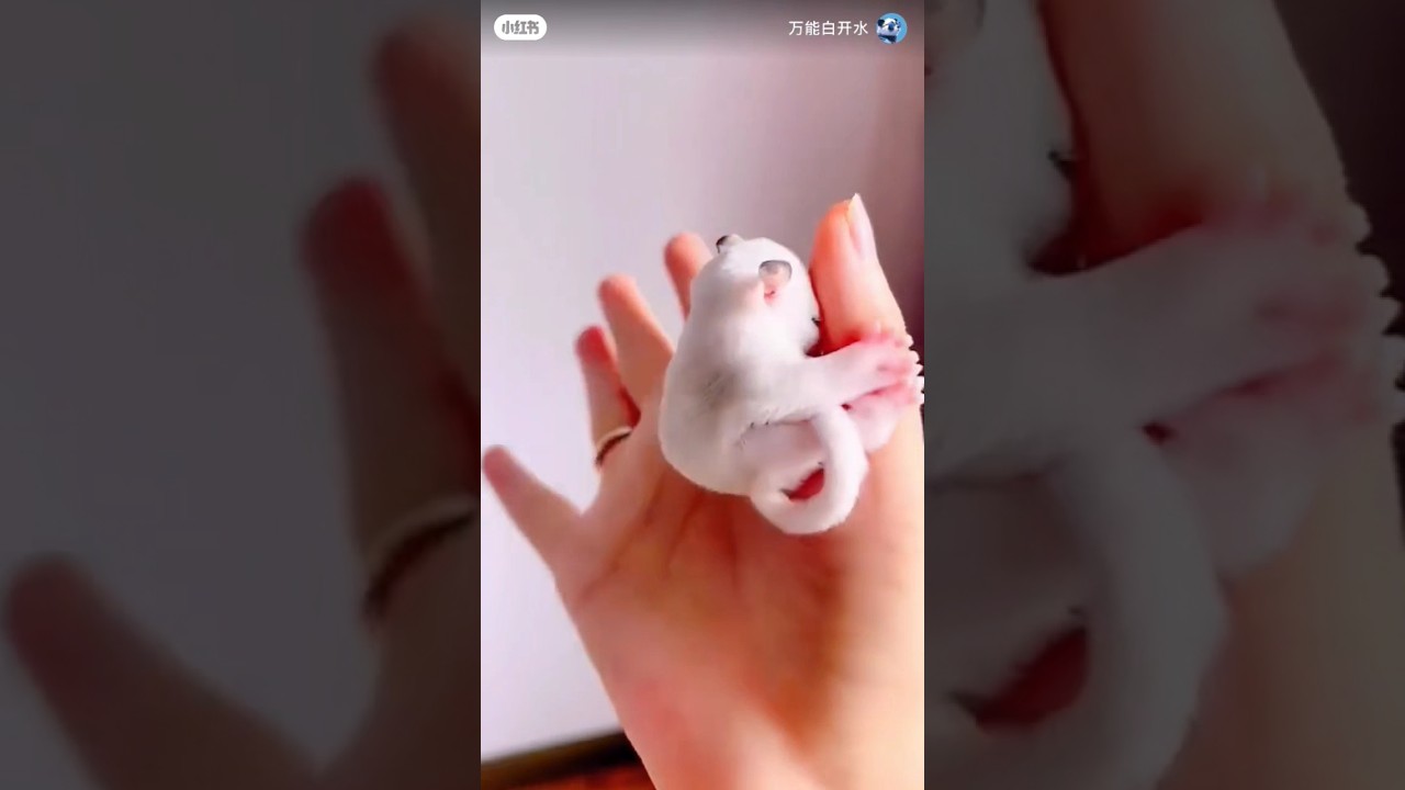So cute, I want to raise one #flying mouse baby #dailyshare #holdingflyingmouse #cute