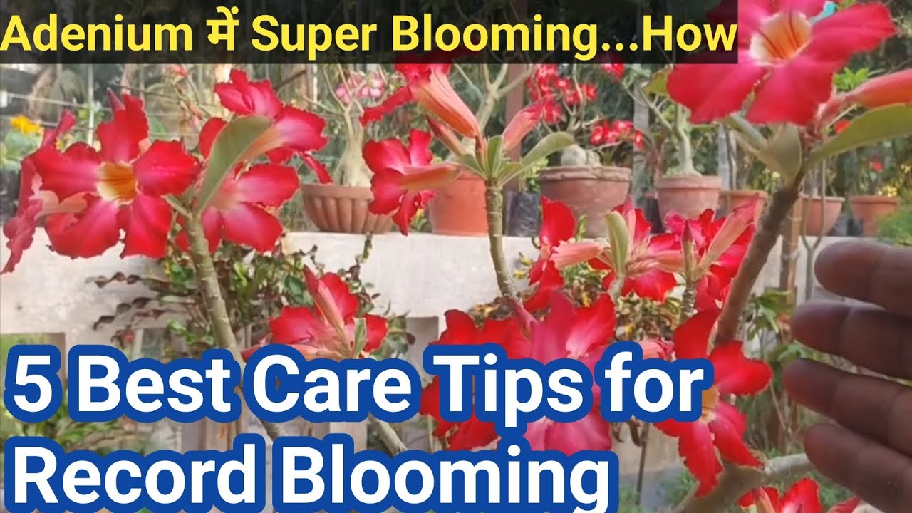 5 Best care tips for Adenium for record blooming / Adenium Flower / Adenium Care / Desert rose