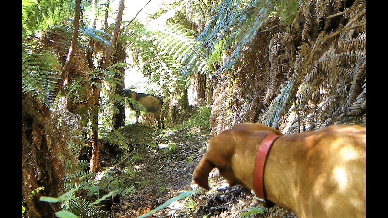 Bush Stalking with indicator dogs