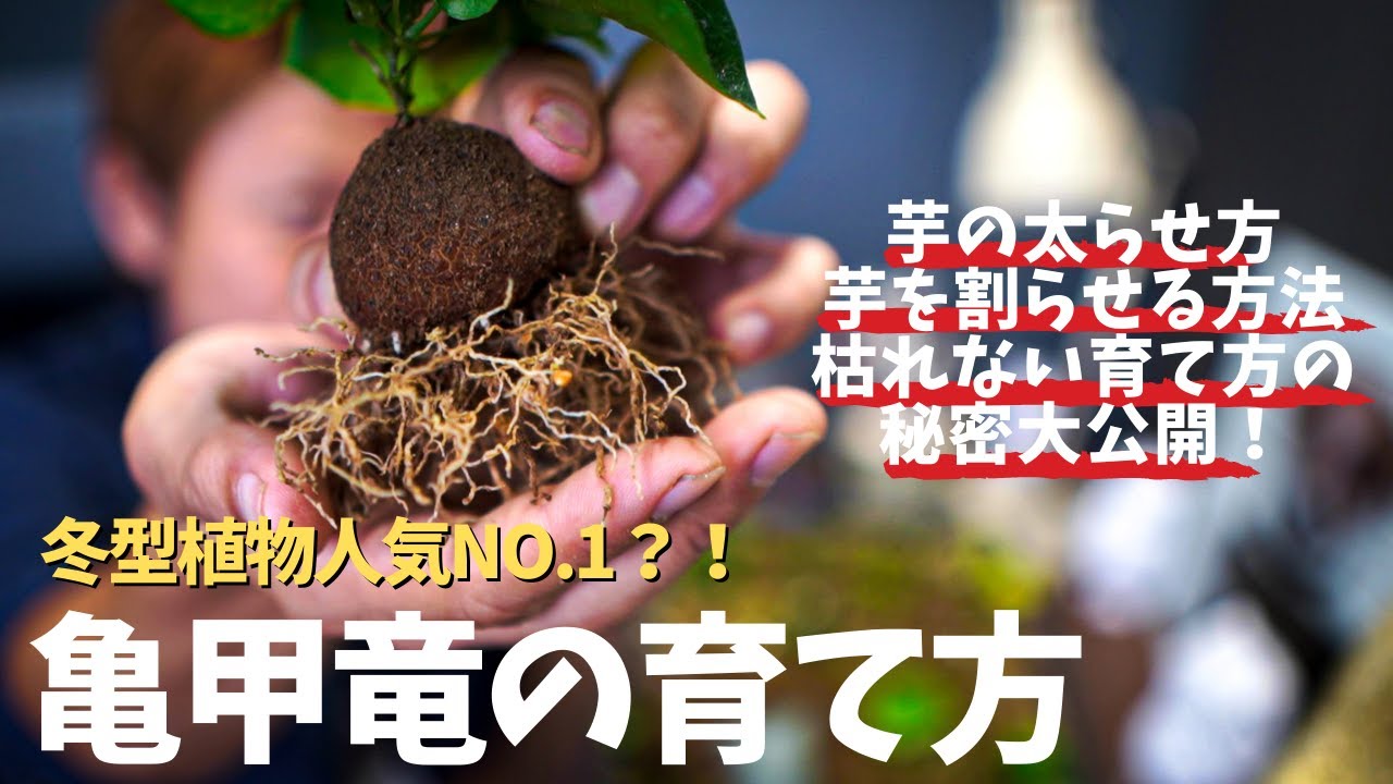 【冬型植物人気NO.1亀甲竜の育て方】芋をバッキバキにする方法や、育て方の秘密をぜ～んぶご紹介！