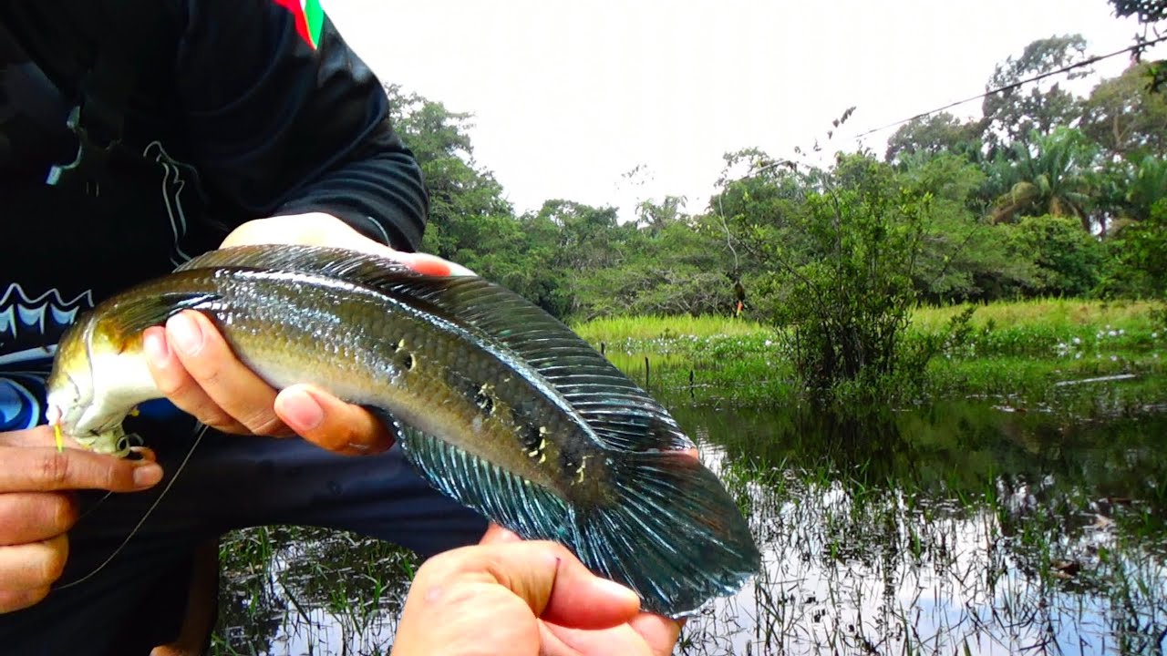 Sungguh di luar nalar ‼️ spot mancing ini di huni ikan channa maru dan ikan toman 