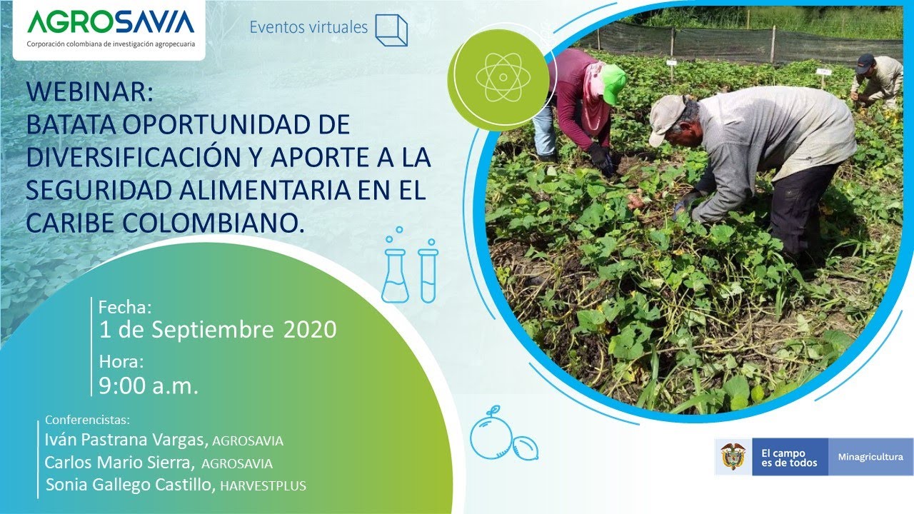 Batata oportunidad de diversificación y aporte a la seguridad alimentaria en el Caribe colombiano