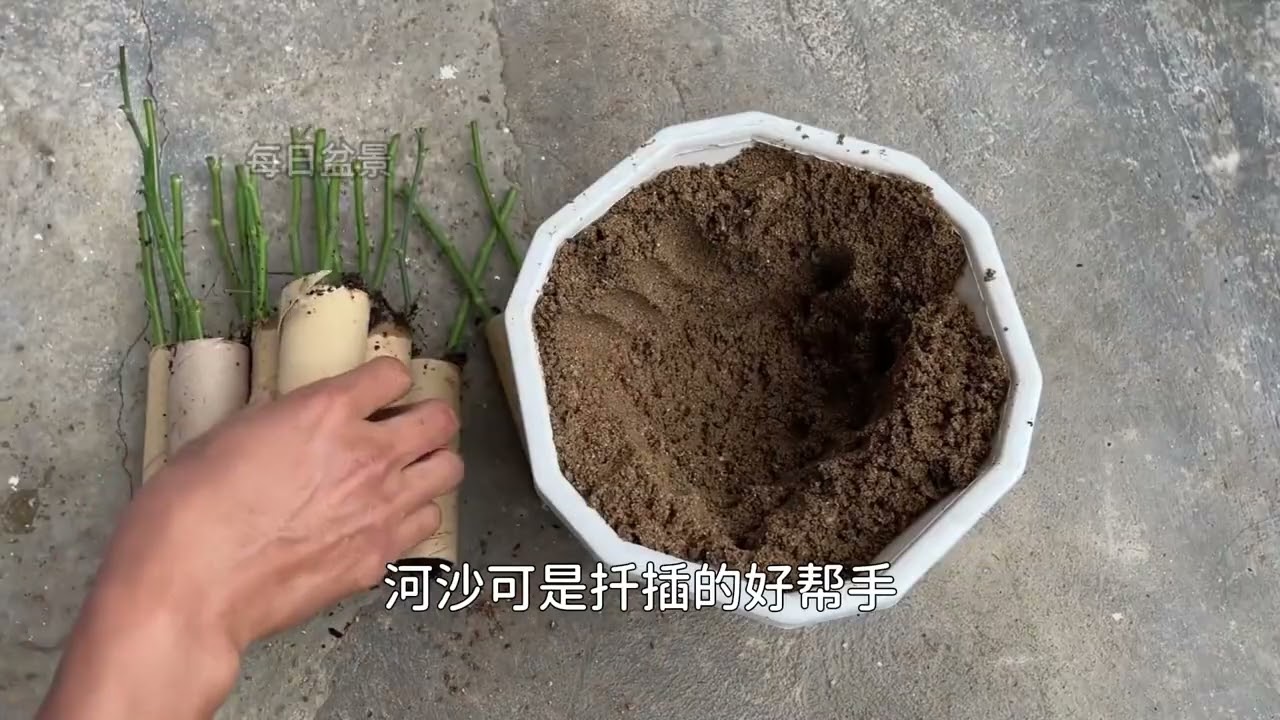 卫生纸筒，塞满土，插上两根玫瑰花，有意思的事发生了 #养花 #扦插 #养花小知识#种植小技巧