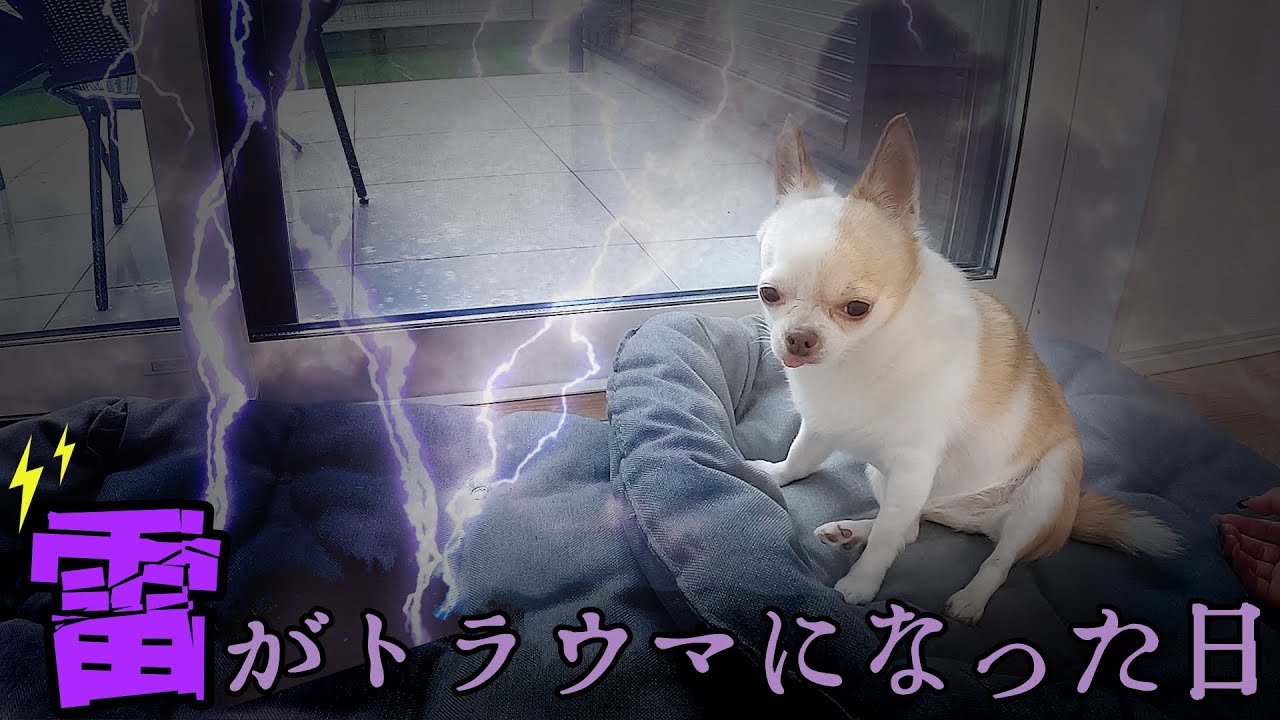 ある日突然、雷が苦手になったチワワ
