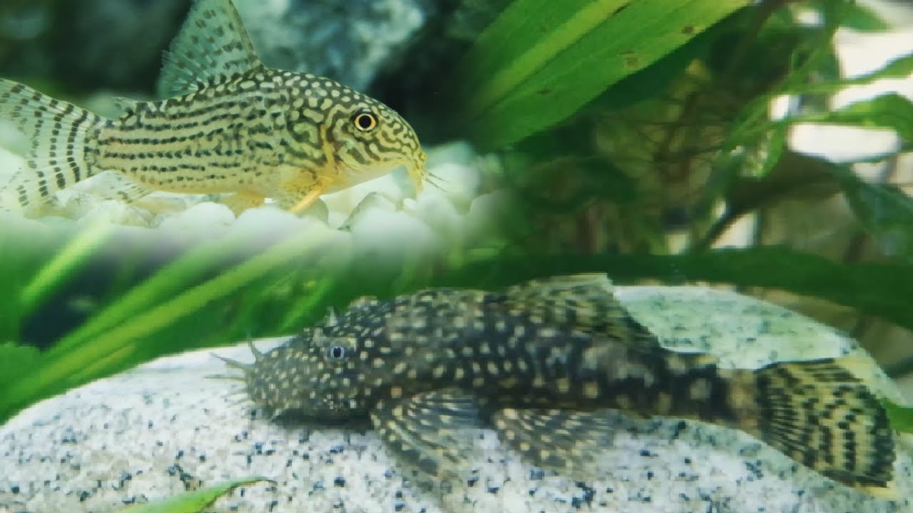 Bristlenose Catfish (Ancistrus sp) & Cory Catfish (Corydoras Sterbai) Live Together With Fish (4K)