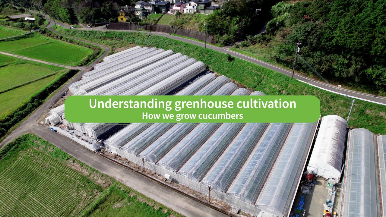 Understanding grenhouse cultivationHow we grow cucumbers
