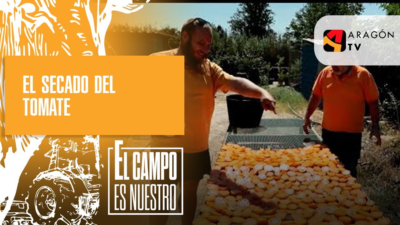 El secado del tomate