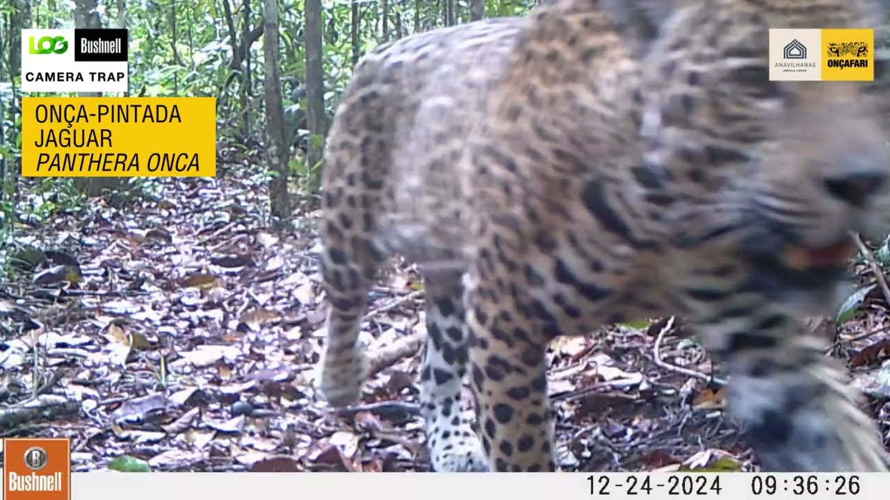 A vida na floresta - Life in the forest - Anavilhanas Jungle Lodge