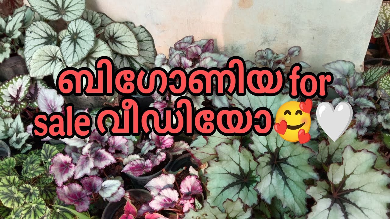 ബിഗോണിയ for sale വീഡിയോ🦋🦋#gardening #sale 