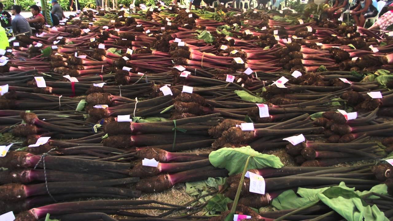 Samoan taro is making a comeback!