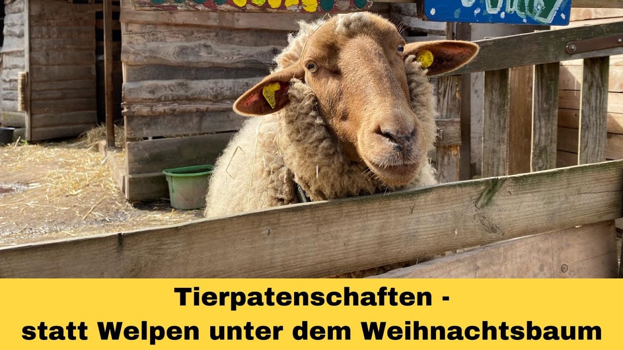 Tierpatenschaften- statt Welpen unter dem Weihnachtsbaum