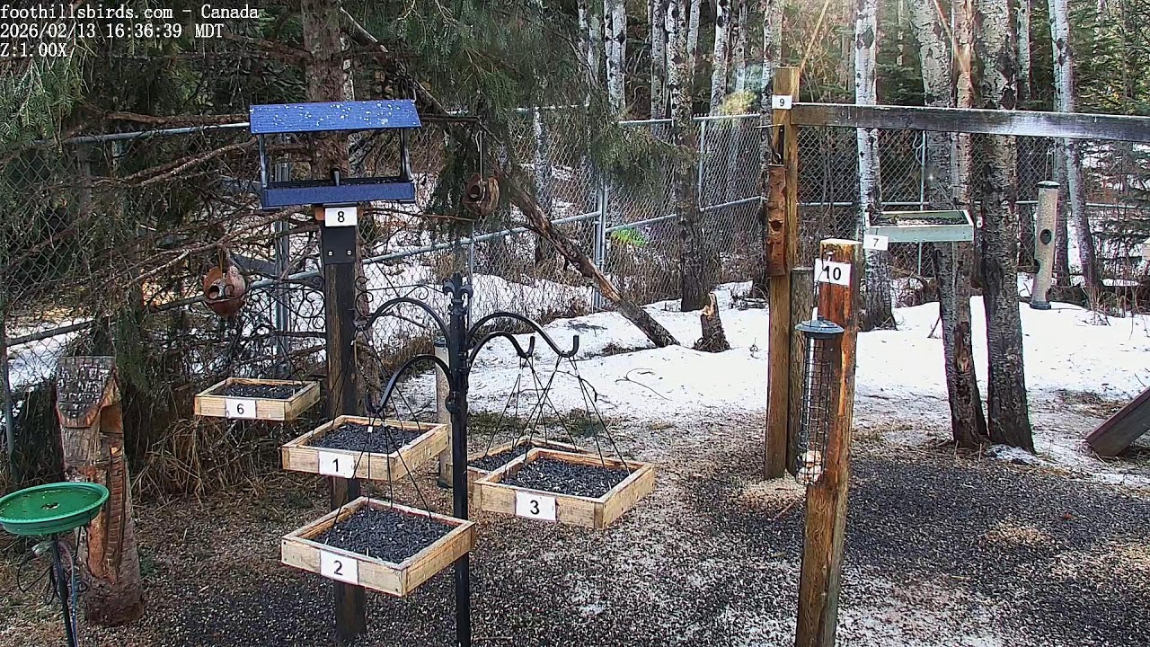 2025-02-13 -  Foothills Birds - PTZ Live Stream Bird Feeder Cam  [65+ Species]