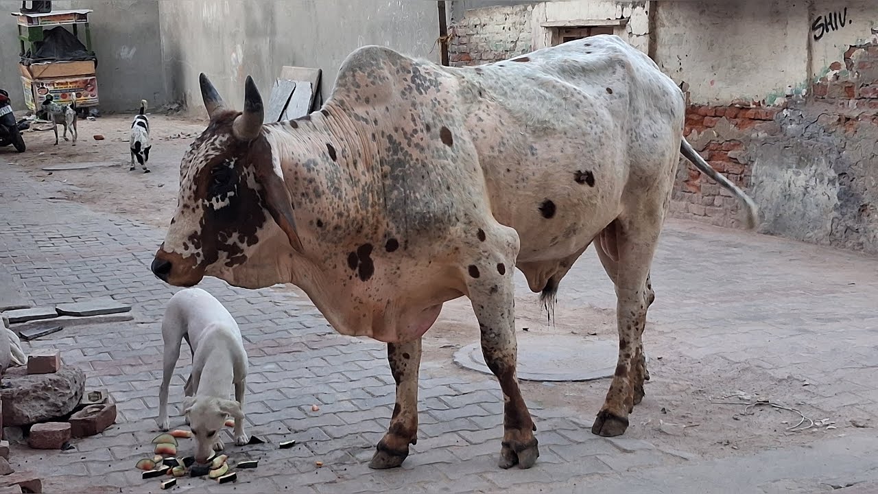 Забота о бездомных животных в Индии. #любовькживотным #cows #bulls #коровы #быки #доброта 