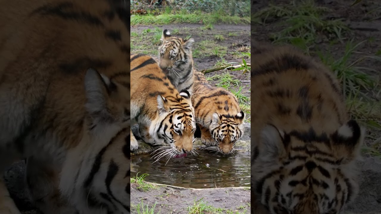 🐅 GROSSER AUFTRITT FÜR KLEINE TIGER 🐯🐯🐯