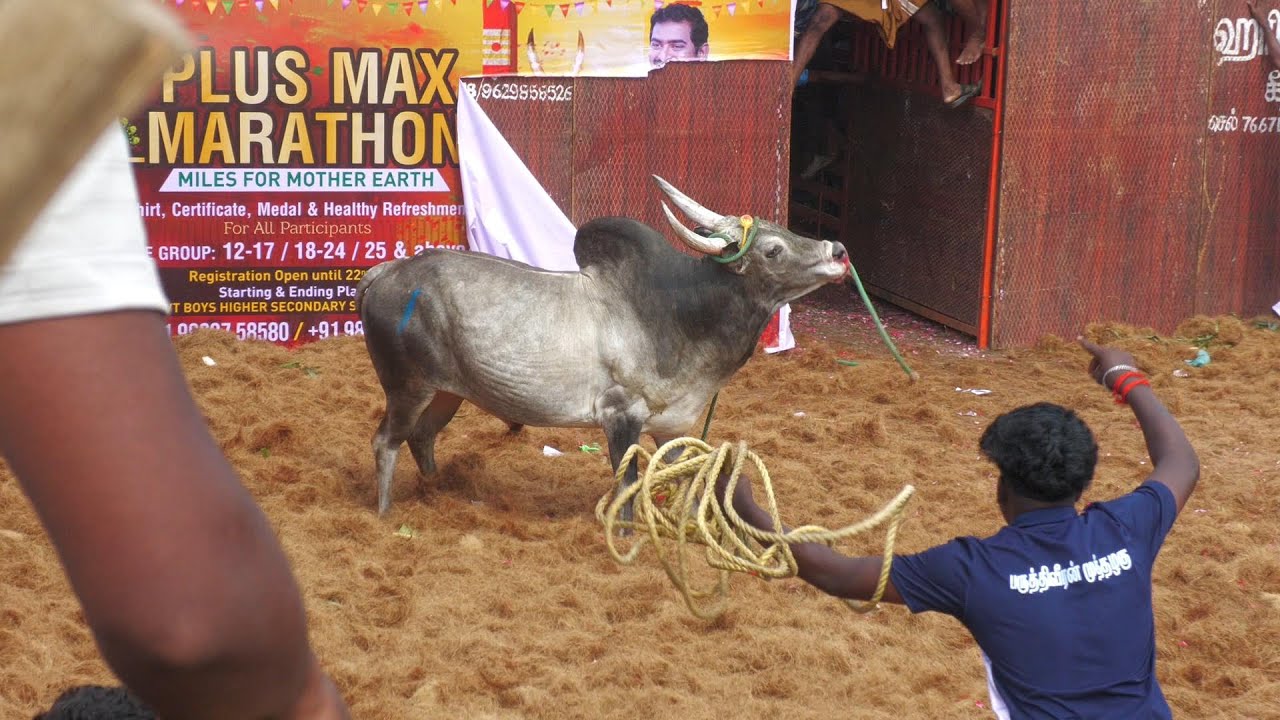 10 நிமிடம் பட்டைய கிளப்பிய ஆட்டம் / பூலாம்பாடி ஜல்லிக்கட்டு களம் 💥🔥🔥#tamilantrending