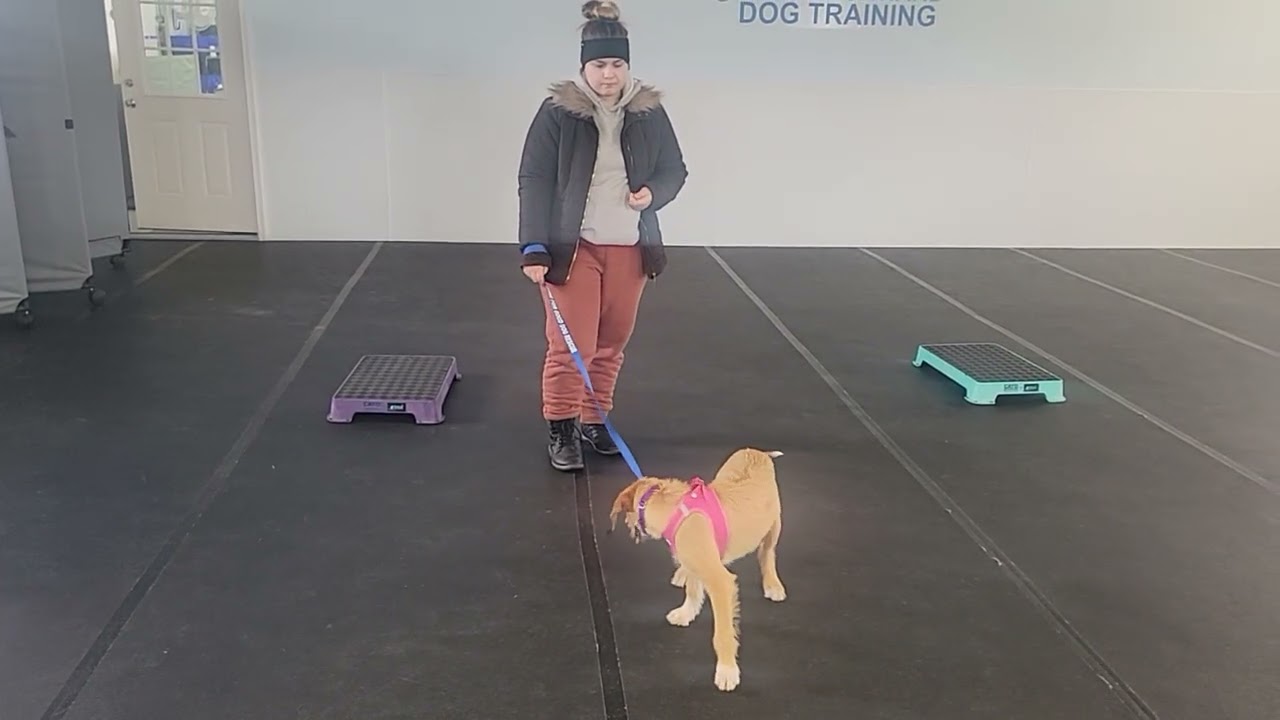 Sadie the Terrier mix | Best Paw Forward Board and Train | Week 1 | Attention & Leash