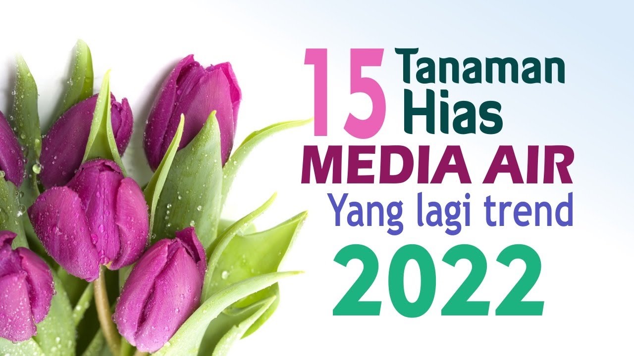 15 Tanaman Hias Media Air Yang Lagi Trend 2022
