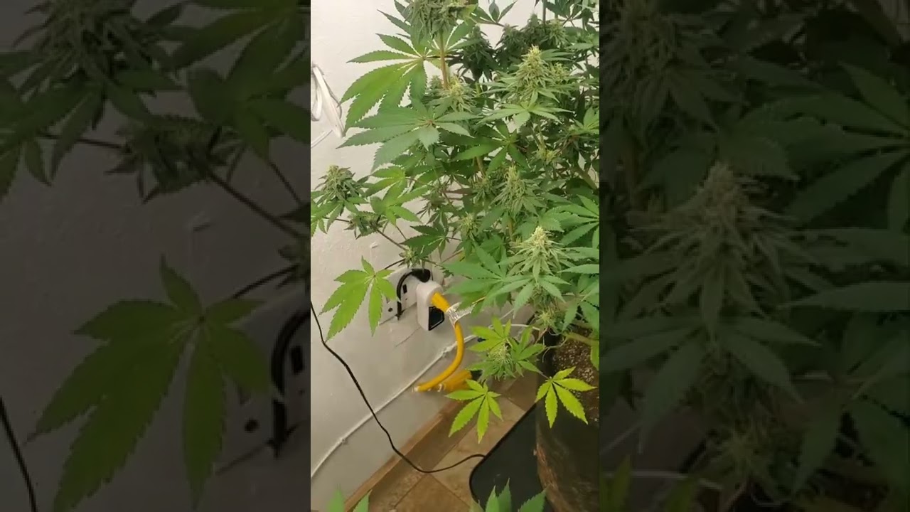 Octopot grow room grow #4 Weekly update. Jack herer,Critical auto,White widow,Alaskan purple.
