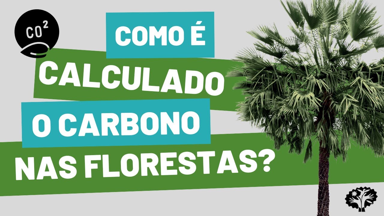 Como é Calculado o Carbono nas Florestas?